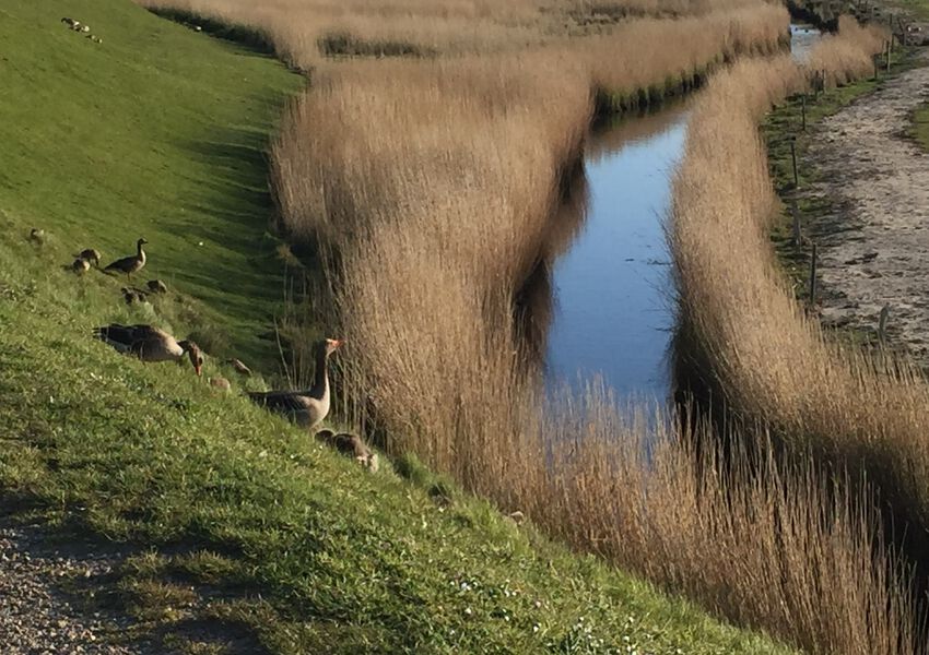 Lille Hues Ferienwohnung 5 