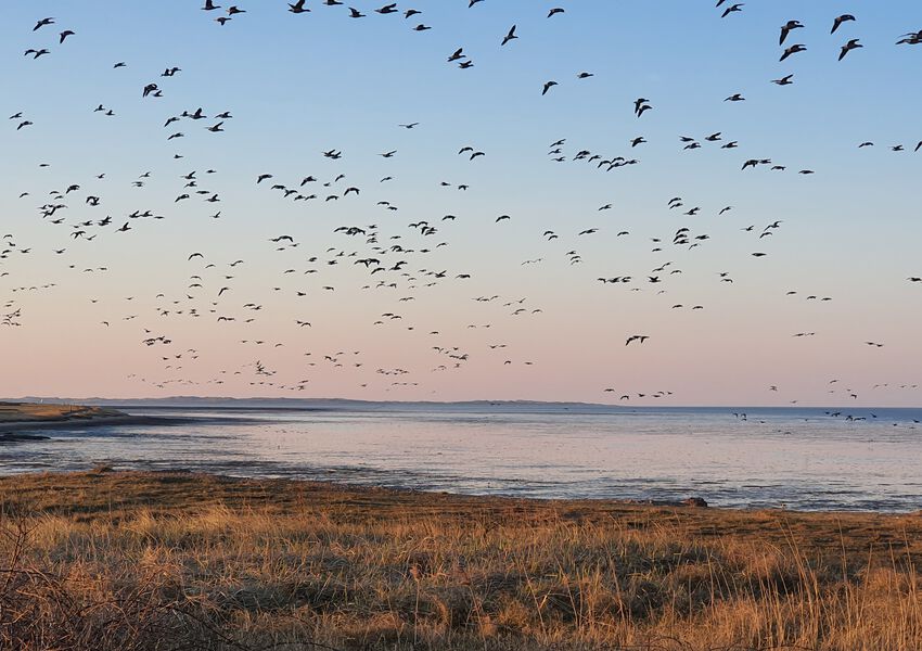 Lille Hues Ferienwohnung 5 